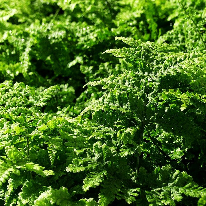 Krauser Breitwedel-Dornfarn 'Crispa Whiteside' (Dryopteris dilatata)