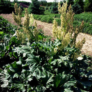 Krauser Rhabarber (Rheum rhabarbarum)