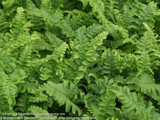 Krauser Wurmfarn 'Crispa Cristata' (Dryopteris filix-mas)