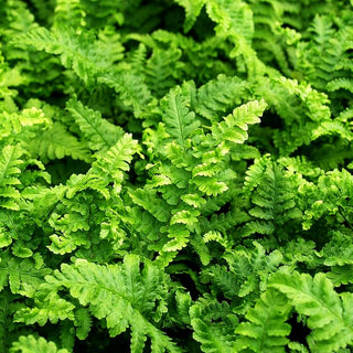 Krauser Wurmfarn 'Crispa Cristata' (Dryopteris filix-mas)