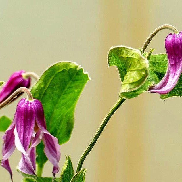 Krautige Garten-Waldrebe 'Andante' (Clematis integrifolia)