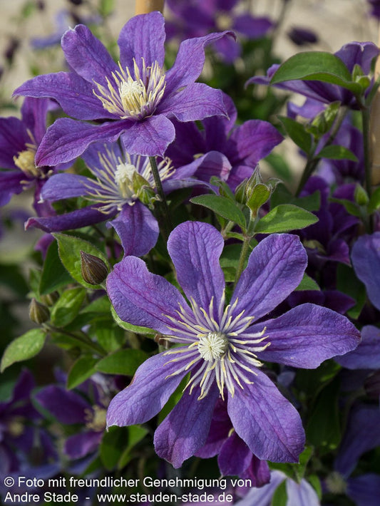 Krautige Waldrebe 'Arabella' (Clematis integrifolia)