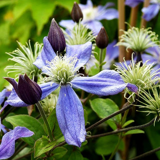 Krautige Waldrebe 'Arabella' (Clematis integrifolia)