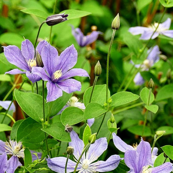 Krautige Waldrebe 'Arabella' (Clematis integrifolia)
