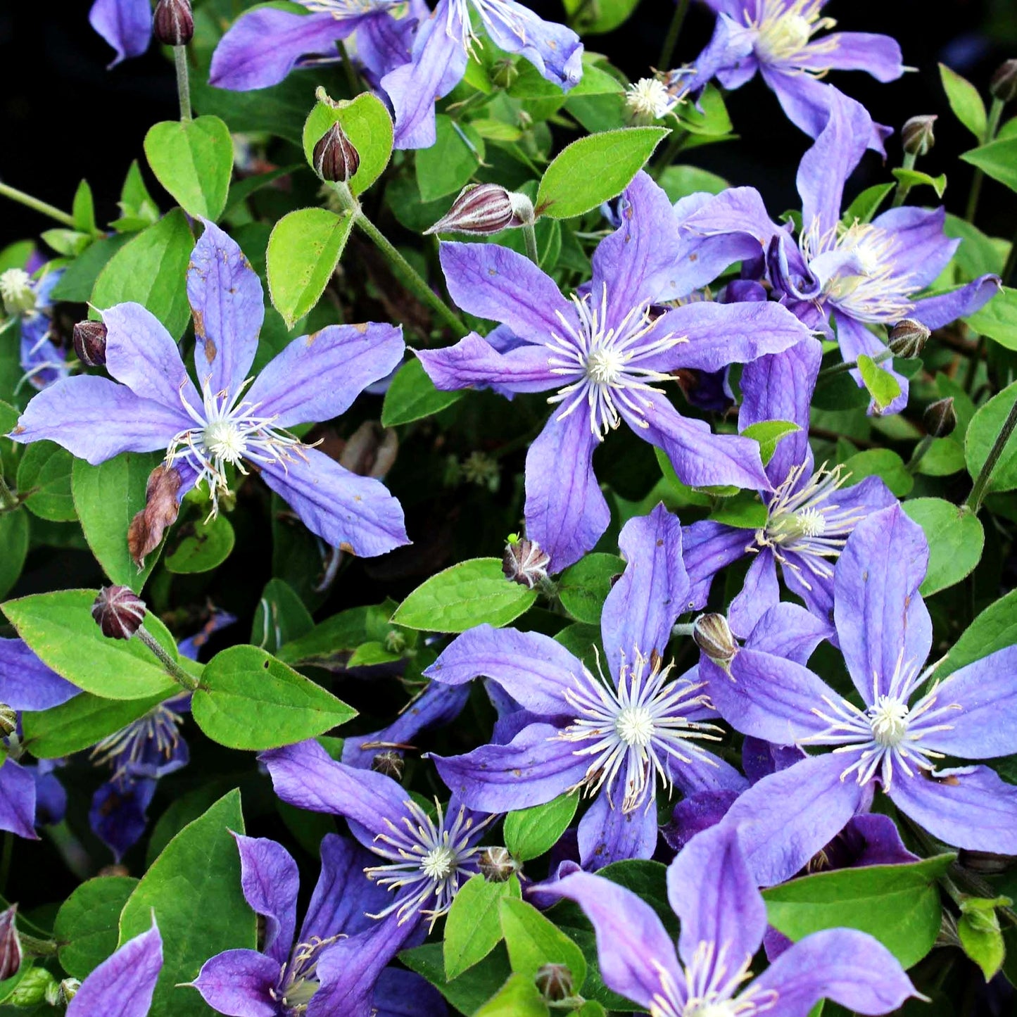 Krautige Waldrebe 'Arabella' (Clematis integrifolia)