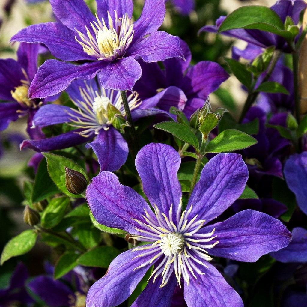 Krautige Waldrebe 'Arabella' (Clematis integrifolia)