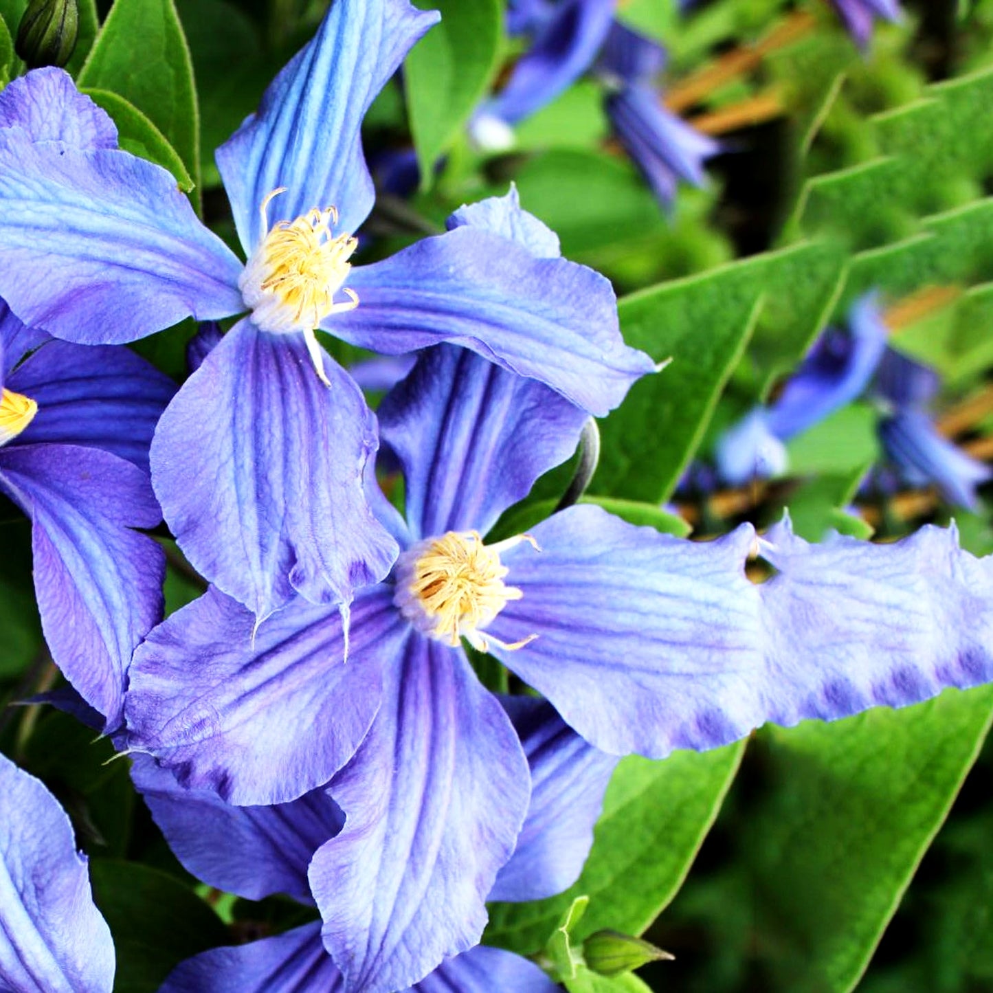 Krautige Waldrebe (Clematis x durandii)