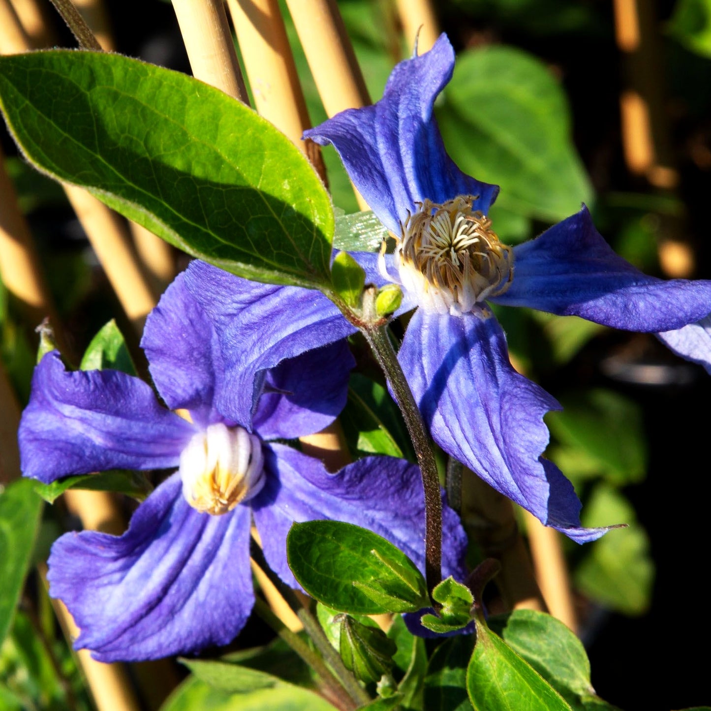Krautige Waldrebe (Clematis x durandii)