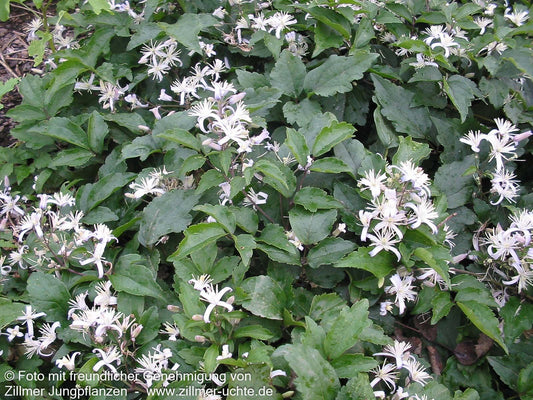 Krautige Waldrebe 'Praecox' (Clematis x jouiniana)