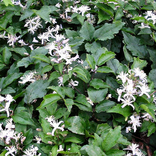 Krautige Waldrebe 'Praecox' (Clematis x jouiniana)