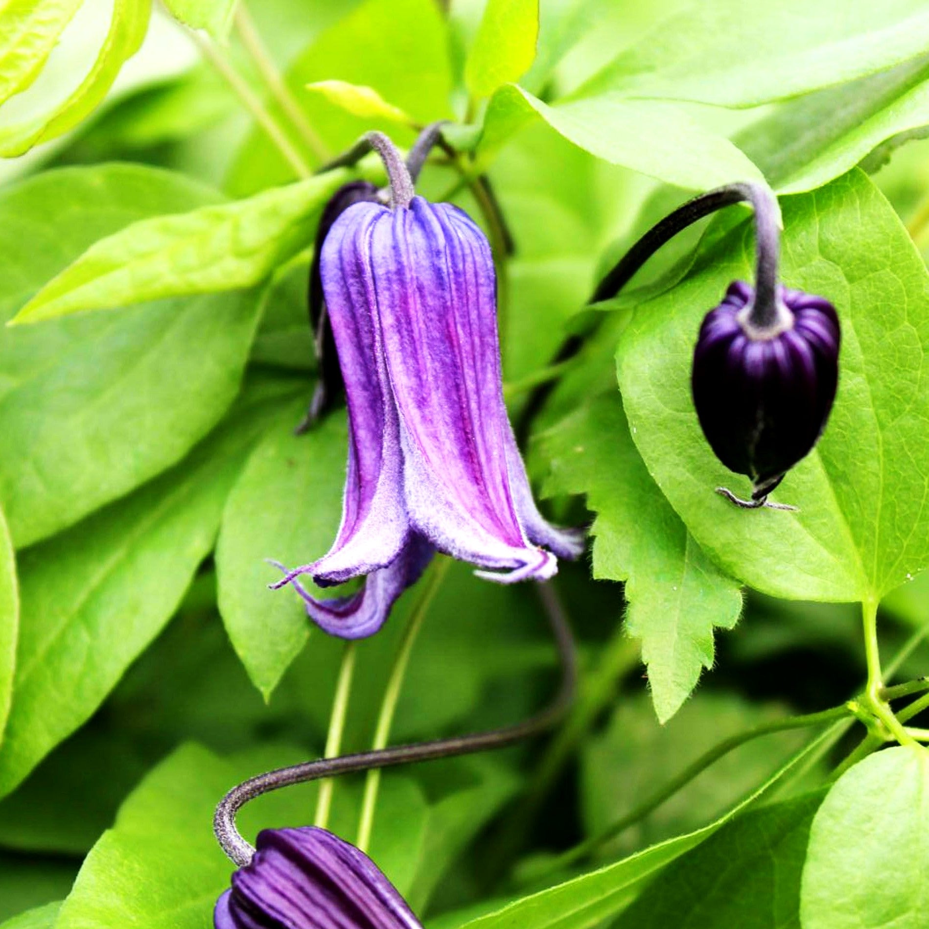Krautige Waldrebe 'Rooguchi' (Clematis integrifolia) kaufen ...