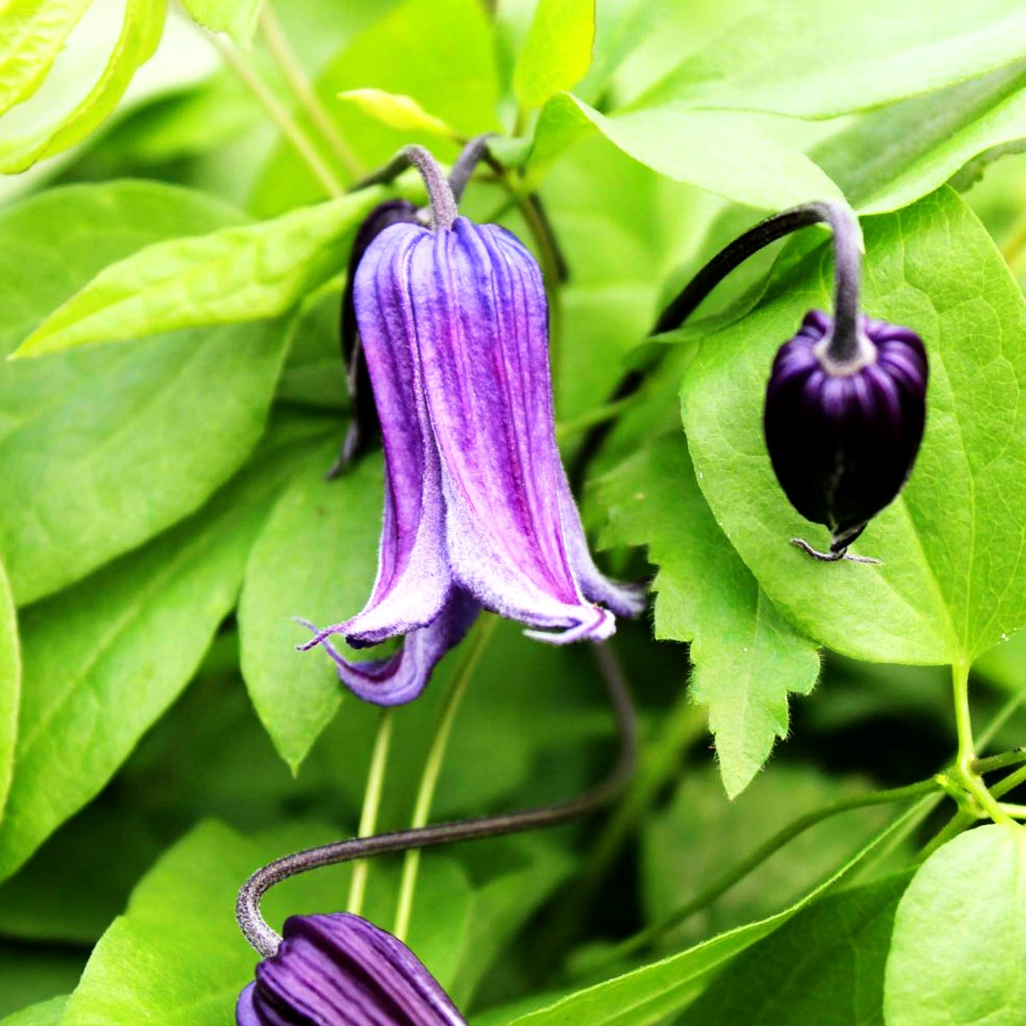 Krautige Waldrebe 'Rooguchi' (Clematis integrifolia)