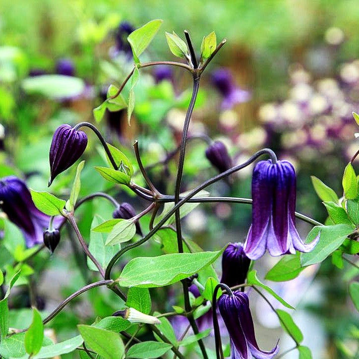 Krautige Waldrebe 'Rooguchi' (Clematis integrifolia)