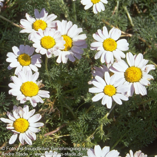 Kreisblume 'Silberkissen' (Anacyclus pyrethrum var.depr.)