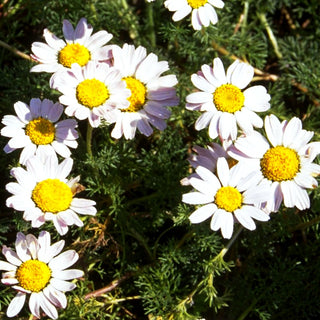 Kreisblume 'Silberkissen' (Anacyclus pyrethrum var.depr.)