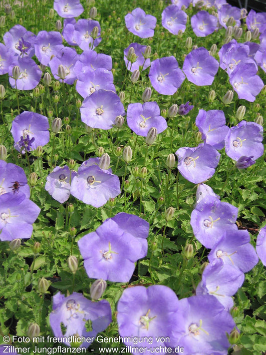 Kreisel-Glockenblume 'Karl Foerster' (Campanula carp.v.turbin.)