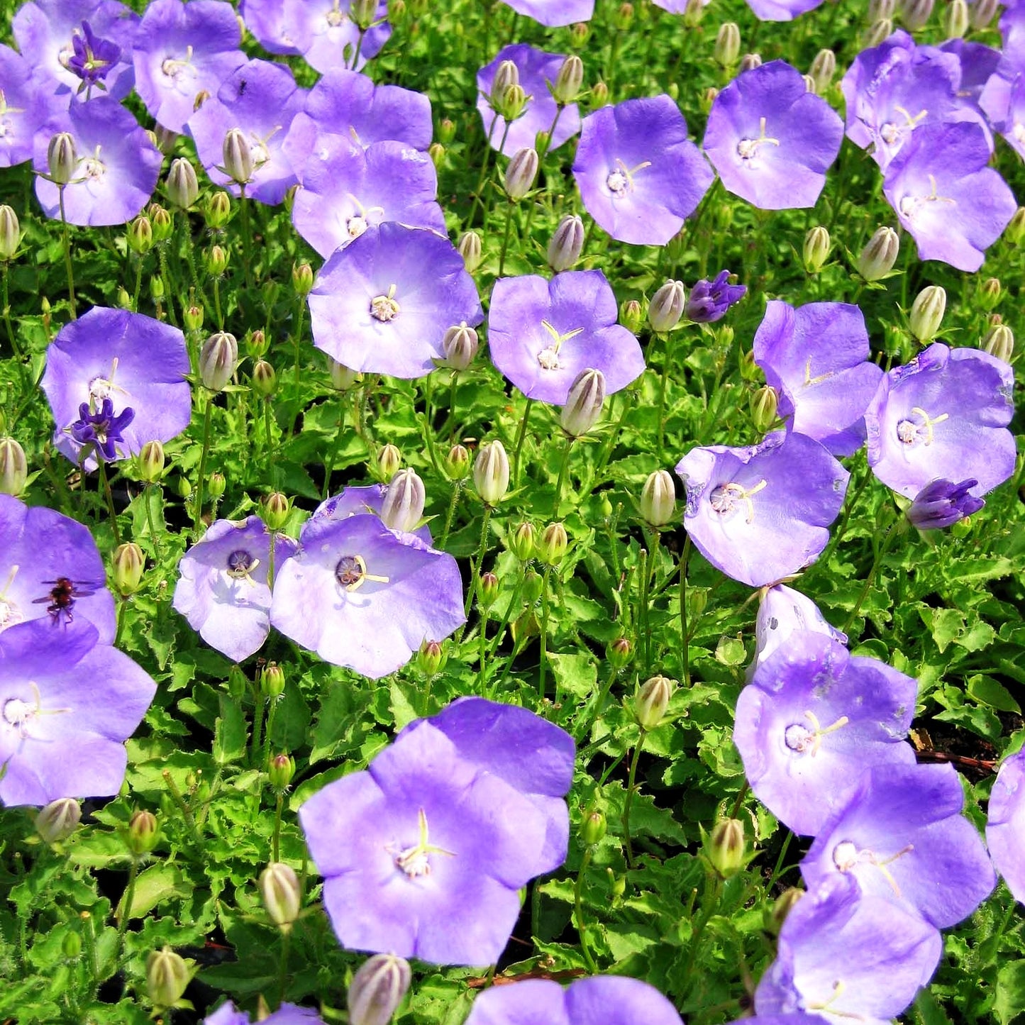 Kreisel-Glockenblume 'Karl Foerster' (Campanula carp.v.turbin.)