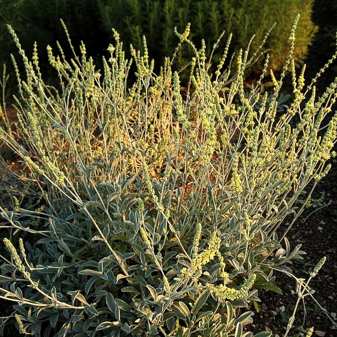 Kretischer Bergtee (Sideritis syriaca)
