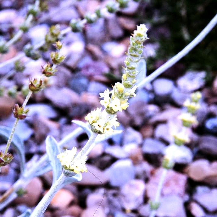 Kretischer Bergtee (Sideritis syriaca)