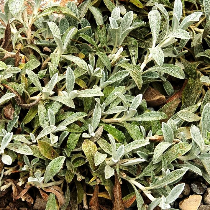 Kretischer Bergtee (Sideritis syriaca)