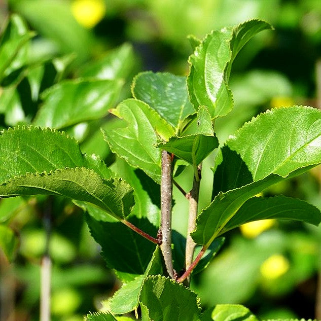Kreuzdorn, Wegdorn (Rhamnus catharticus)