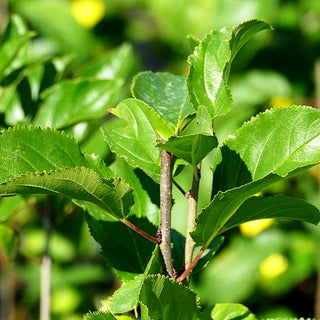 Kreuzdorn, Wegdorn (Rhamnus catharticus)