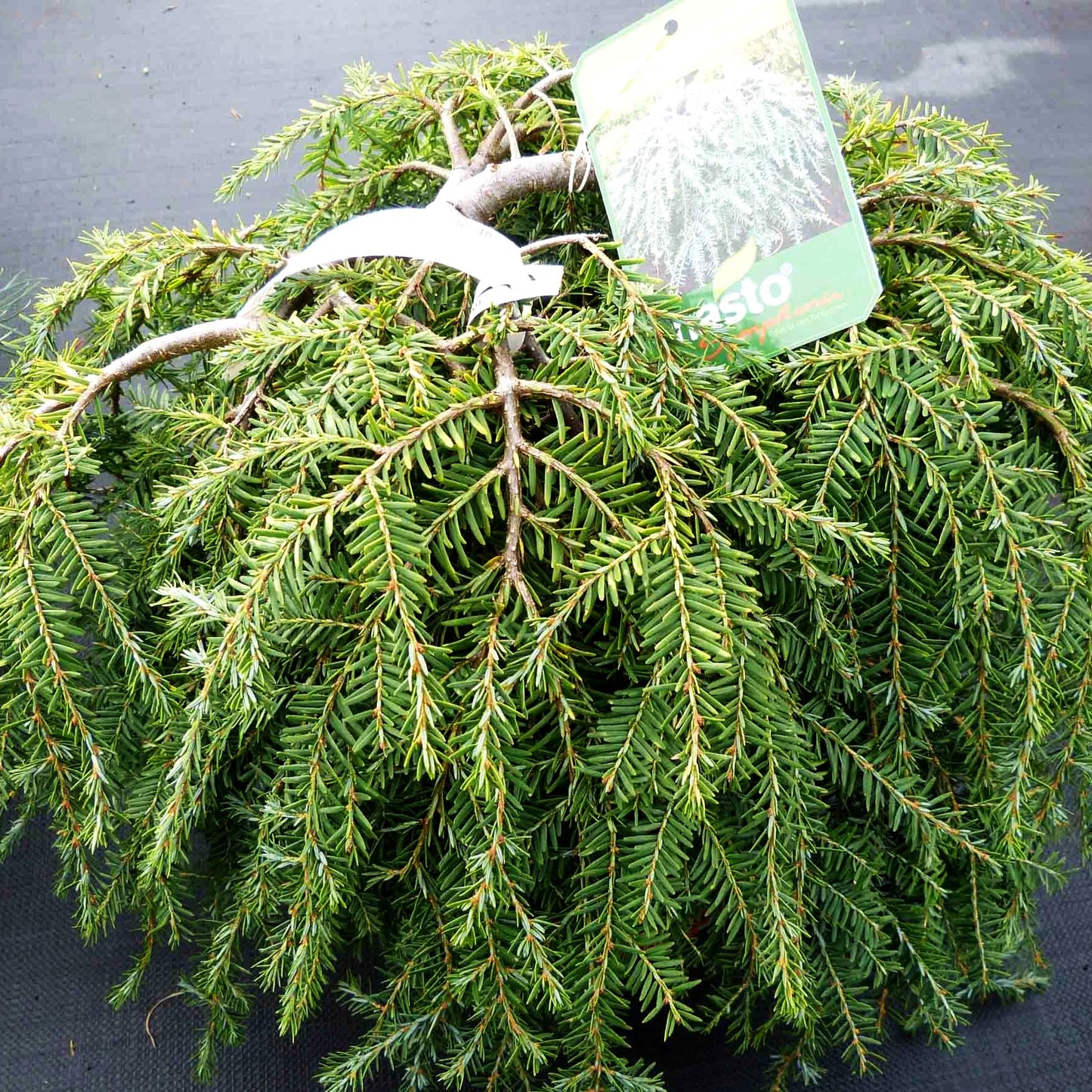 Kriech-Hemlocktanne 'Cole's Prostrate' (Tsuga canadensis)
