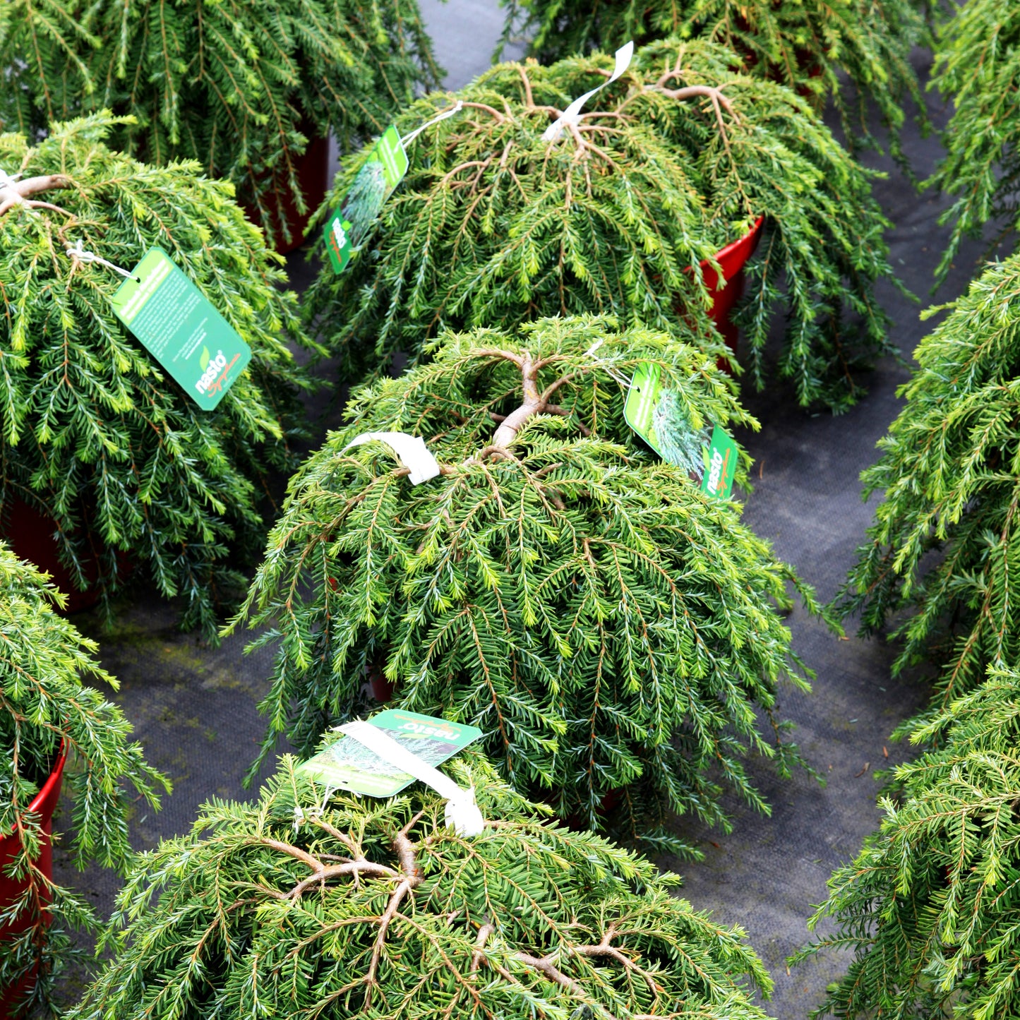 Kriech-Hemlocktanne 'Cole's Prostrate' (Tsuga canadensis)