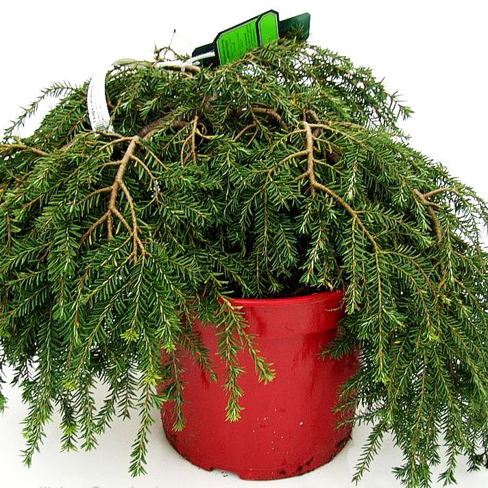 Kriech-Hemlocktanne 'Cole's Prostrate' (Tsuga canadensis)
