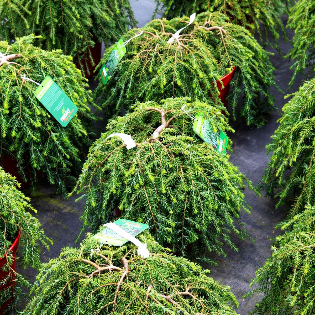 Kriech-Hemlocktanne 'Cole's Prostrate' (Tsuga canadensis)