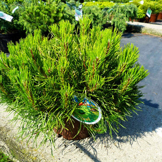 Kriech-Kiefer, Latsche (Pinus mugo pumilio)