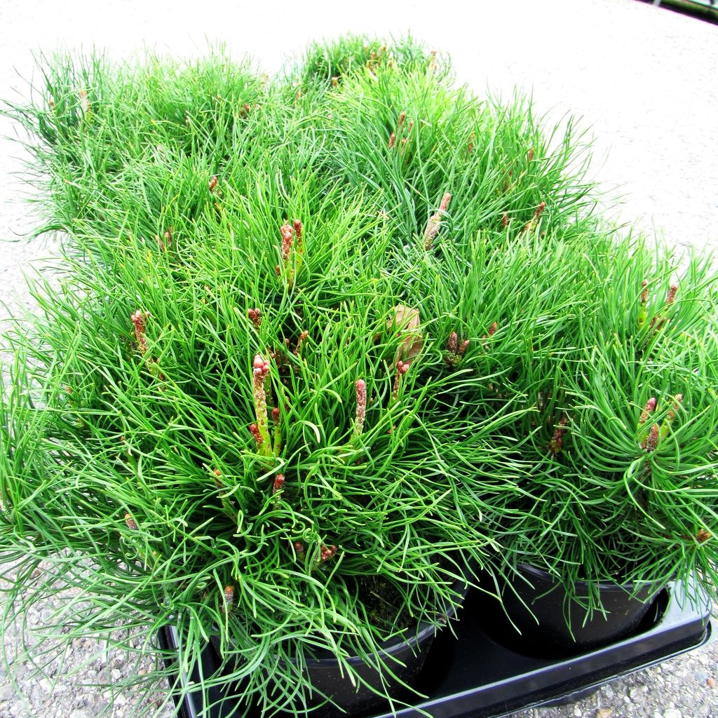 Kriech-Kiefer, Latsche (Pinus mugo pumilio)