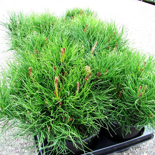 Kriech-Kiefer, Latsche (Pinus mugo pumilio)