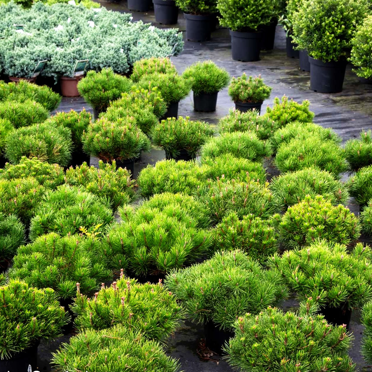 Kriech-Kiefer, Latsche (Pinus mugo pumilio)