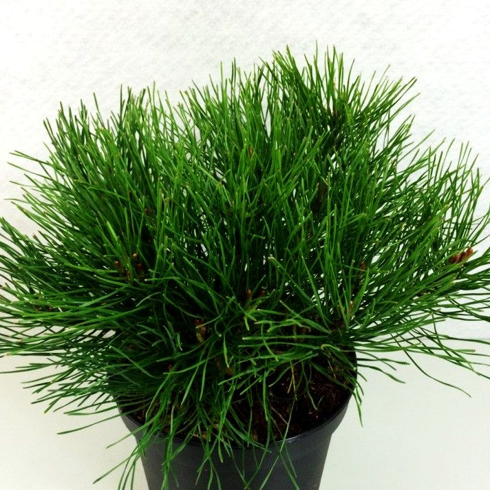Kriech-Kiefer, Latsche (Pinus mugo pumilio)