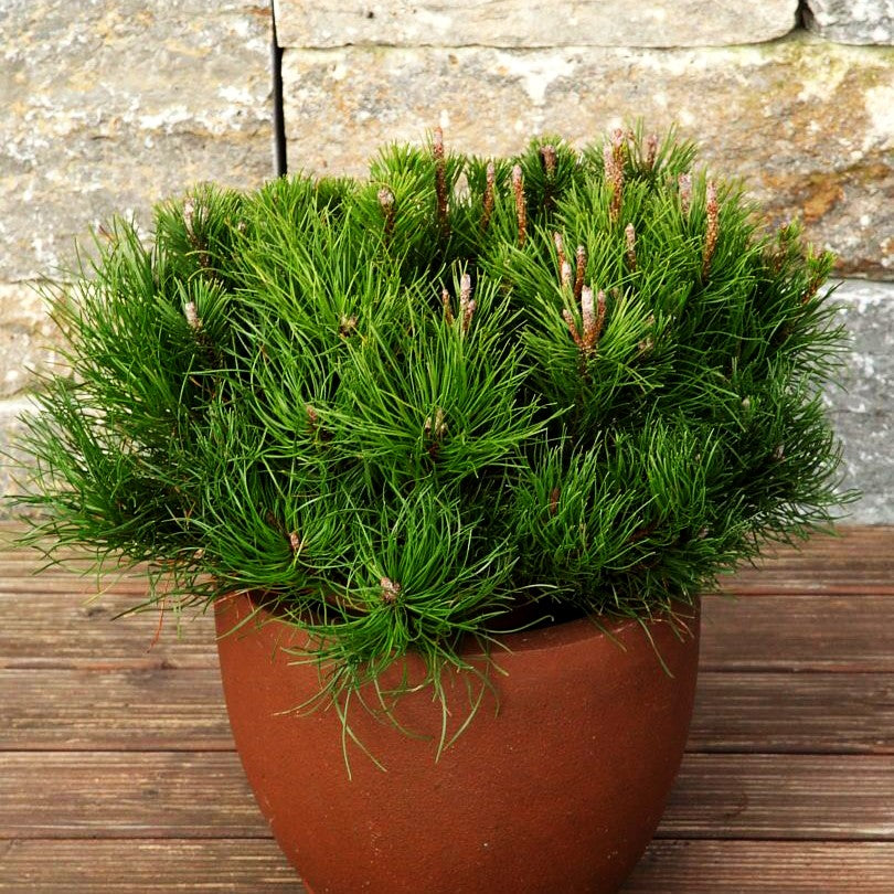 Kriech-Kiefer, Latsche (Pinus mugo pumilio)