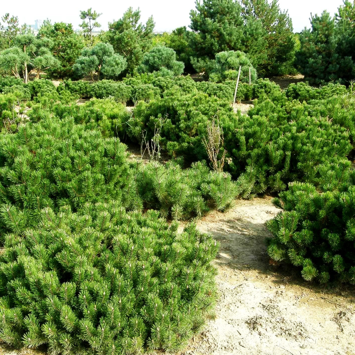 Kriech-Kiefer, Latsche (Pinus mugo pumilio)