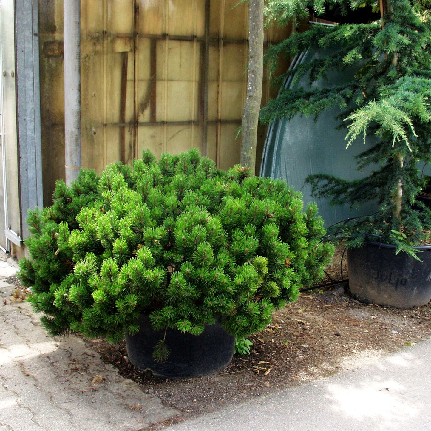 Kriech-Kiefer, Latsche (Pinus mugo pumilio)