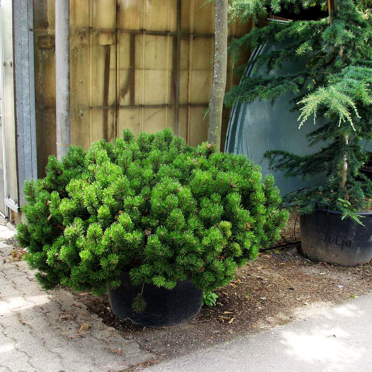 Kriech-Kiefer, Latsche (Pinus mugo pumilio)