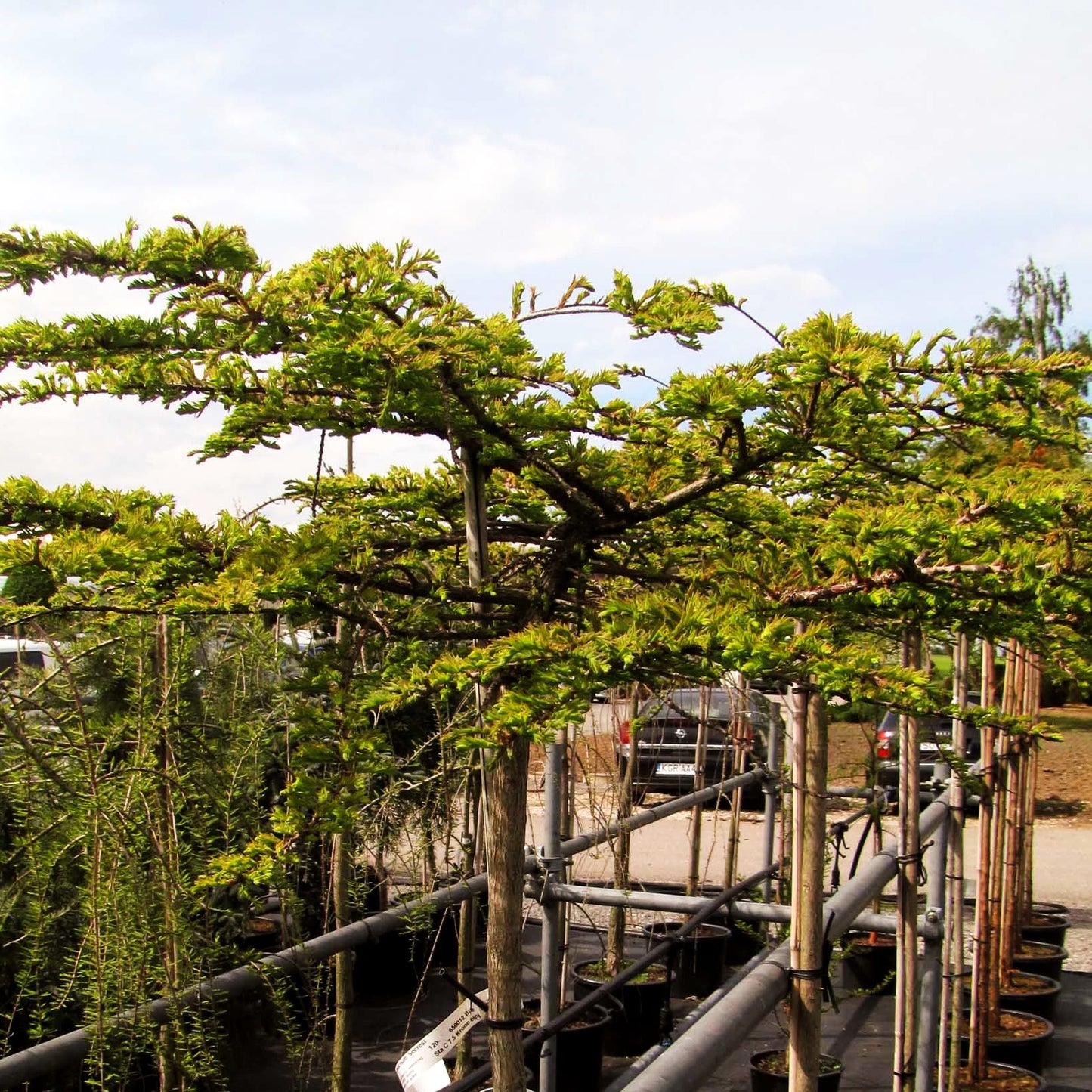 Kriech-Sumpfzypresse 'Secrest' (Taxodium distichum)