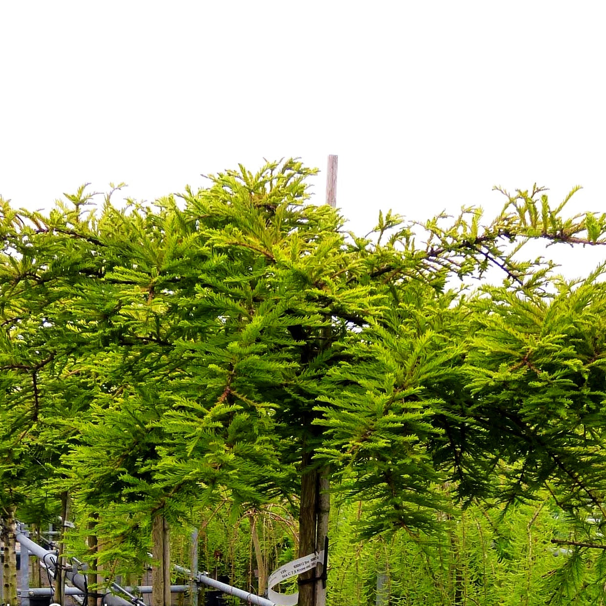 Kriech-Sumpfzypresse 'Secrest' (Taxodium distichum)