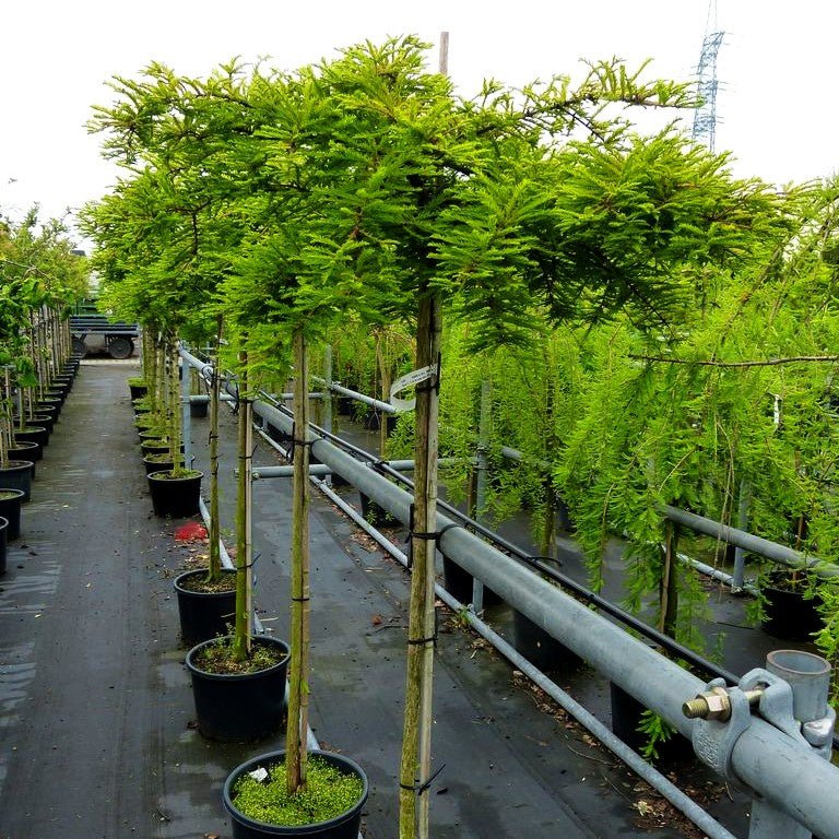 Kriech-Sumpfzypresse 'Secrest' (Taxodium distichum)