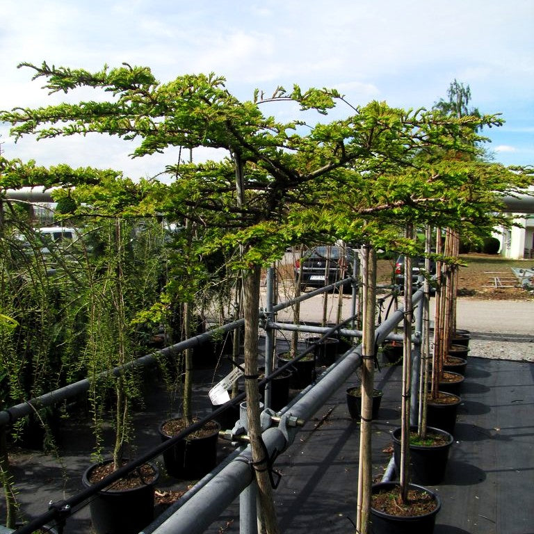 Kriech-Sumpfzypresse 'Secrest' (Taxodium distichum)