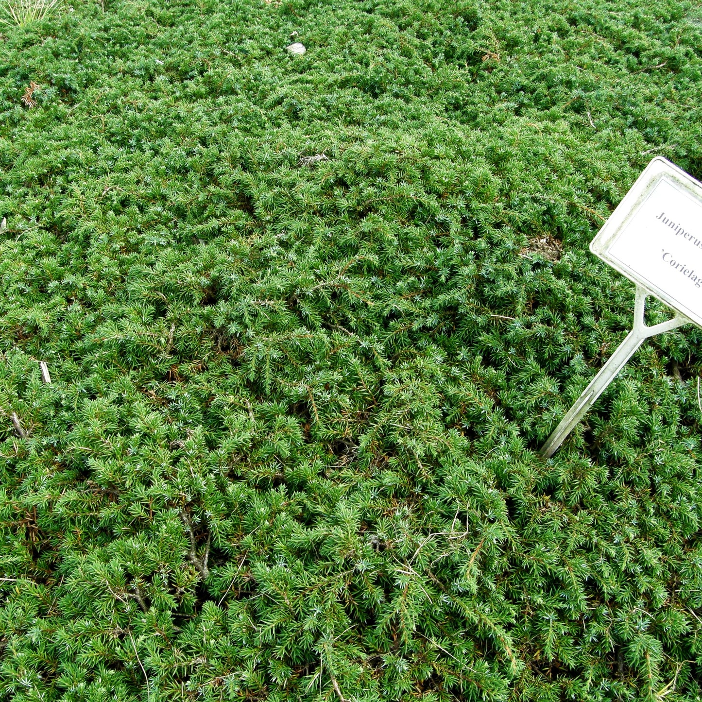 Kriech-Wacholder 'Corielagan' (Juniperus com.)