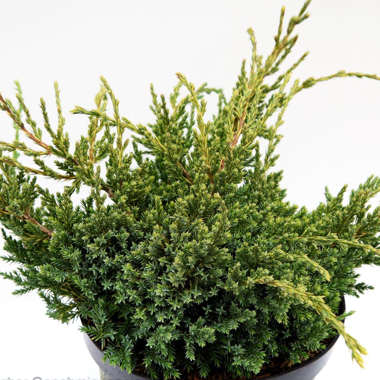 Kriech-Wacholder 'Holger' (Juniperus squamata)