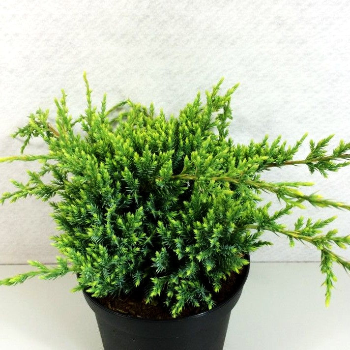 Kriech-Wacholder 'Holger' (Juniperus squamata)