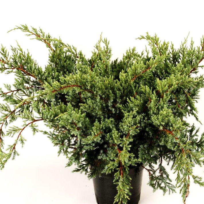 Kriech-Wacholder 'Holger' (Juniperus squamata)