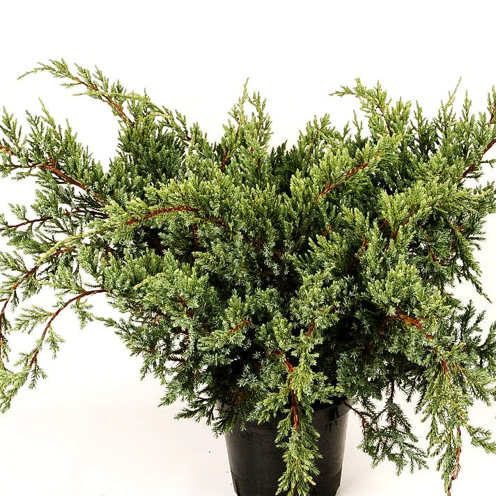 Kriech-Wacholder 'Holger' (Juniperus squamata)