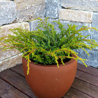 Kriech-Wacholder 'Repanda' (Juniperus com.)