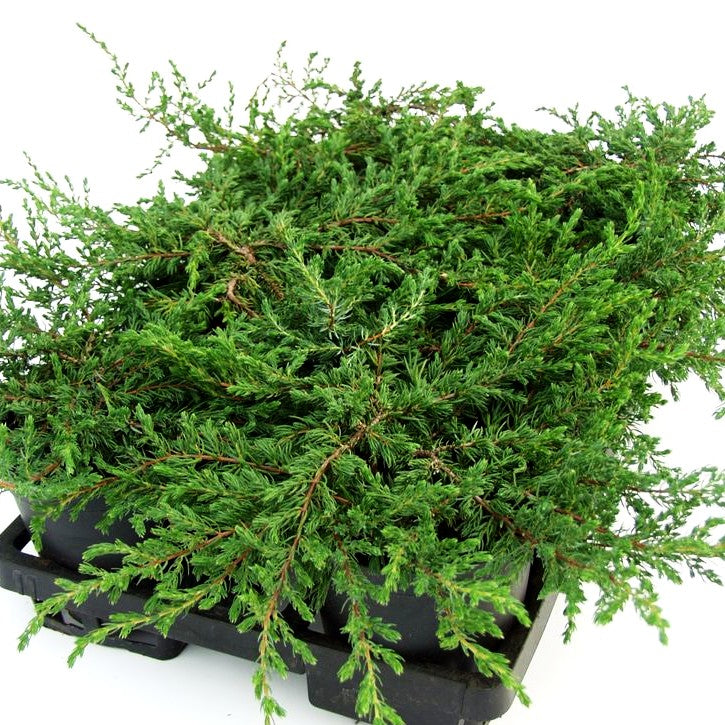 Kriech-Wacholder 'Repanda' (Juniperus com.)